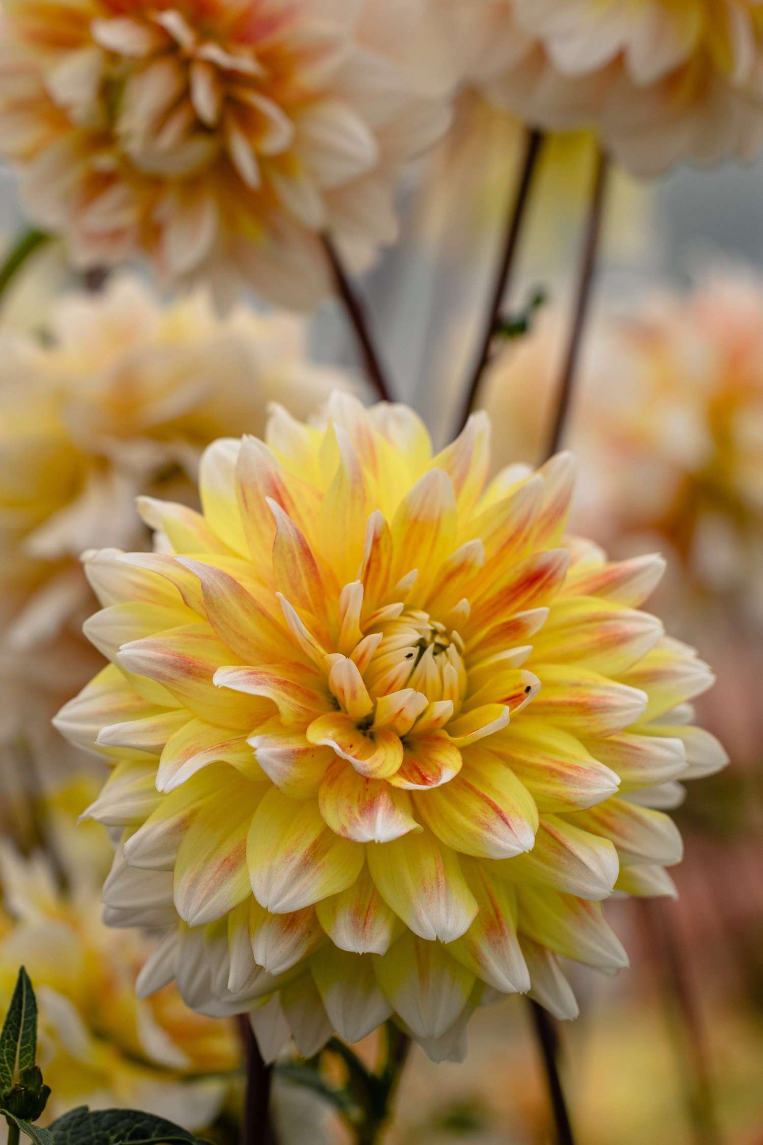 Dahlie 'Peaches and Cream'